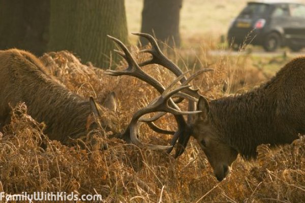 The Richmond Park and a National Nature Reserve in London, Great Britain