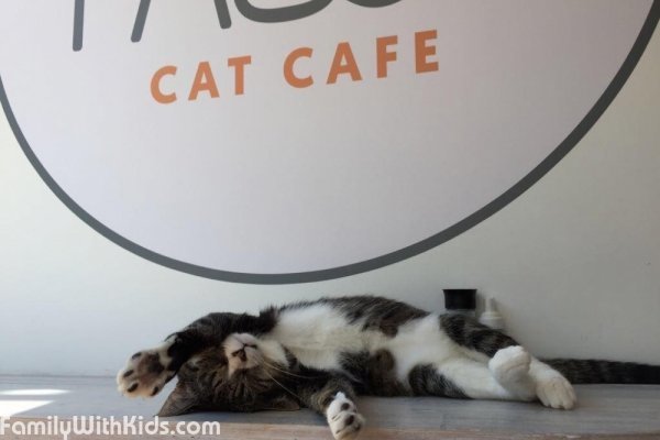 Pause Cat Cafe, кошачье кафе в Bournemouth, Великобритания
