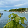 Vallisaari island, seaside park, walking trail, events venue, guest harbour, cafes and restaurants in Helsinki, Finland