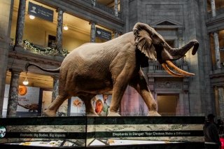 Photo of the Smithsonian National Museum of Natural History in Washington DC, USA