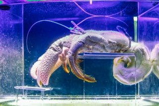 Photo review of the Mote Marine Laboratory and Aquarium in Sarasota, Florida, USA