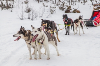 Hemsedal Huskies, поездки на собачьих упряжках в Хемседале, Норвегия, фото