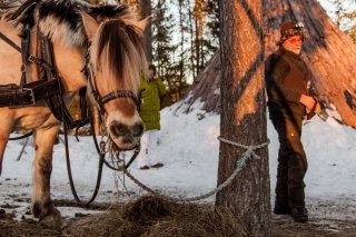 Фото Trysil Hestesenter, лошадиная ферма, конные прогулки и катание на санях в Норвегии