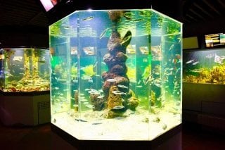 Фото аквариума Эресунн в Хельсингёре, Дания
