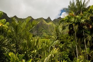 Фотообзор ботанического сада в Гонолулу, Гавайи, США