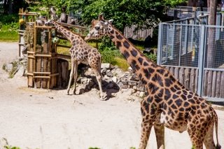 Фото-обзор Рижского зоопарка в Латвии