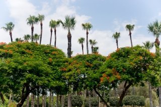 Pictures of the Limassol Municipality Garden in Cyprus