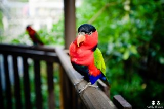 Семейный отдых в Сингапуре: фотографии Парка Птиц Jurong Bird Park