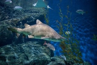 Photos of the Siam Ocean World aquarium in Bangkok, Thailand