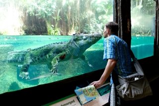 Pictures of the Singapore Zoo