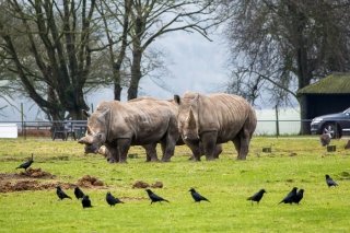 Photo of the Whipsnade Zoo in Dunstable, Bedfordshire, UK