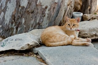 Фото общества защиты кошек Malcolm Cat Protection Society в Лимассоле на Кипре