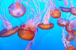 Photos from the Monterey Bay Aquarium in California, USA