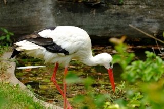 Pictures of the Braunschweig Zoo in Germany