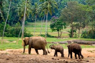 Фото приюта для слонов "Пиннавела" в Шри-Ланке
