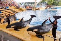 Pictures of the Loro Parque Zoo and dolphinarium in Tenerife, Spain 