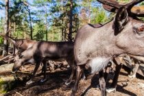 Photo review of the Nuuksio Reindeer Park in Espoo, Finland