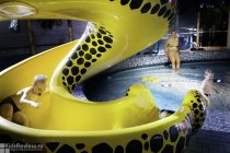 Waterparks and Spa Hotels in Finland for Kids